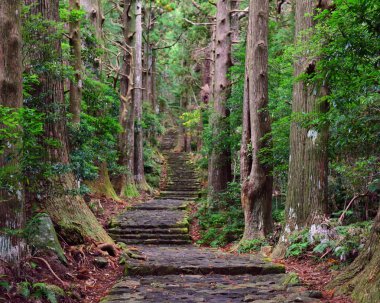 Japonya, Wakayama 'daki Kumano Kodo Daimonzaka yamacına giden yol.