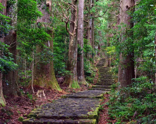 Ścieżka Lesie Stoku Kumano Kodo Daimonzaka Wakayama Japonia — Zdjęcie stockowe