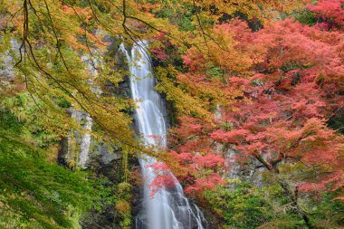 Minoo Park, Osaka, Japonya 'daki Minoo şelalesinde sonbahar rengi