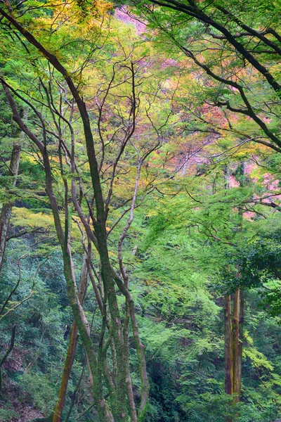 Japonya Osaka Daki Minoo Park Sonbahar Renkleri — Stok fotoğraf