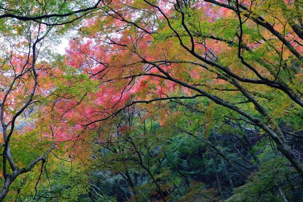 Kolory Jesieni Minoo Park Osace Japonia — Zdjęcie stockowe