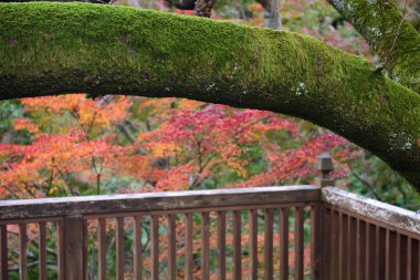 Japonya 'nın Kyoto kentindeki Arashiyama dağındaki ağaç gövdesinde yosun var.