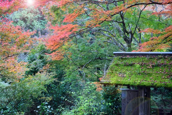 Wejście Świątyni Daihikaku Senkoji Pięknych Jesiennych Liściach Arashiyama Kioto Japonia — Zdjęcie stockowe