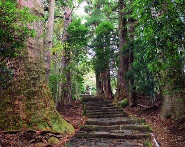 Japonya, Wakayama 'daki Kumano Kodo Daimonzaka yamacına giden yol.