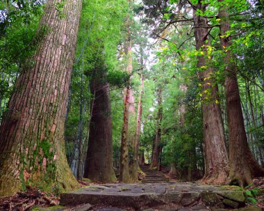Japonya, Wakayama 'daki Kumano Kodo Daimonzaka yamacına giden yol.