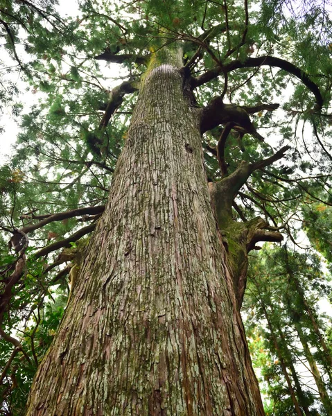 森の杉 — ストック写真