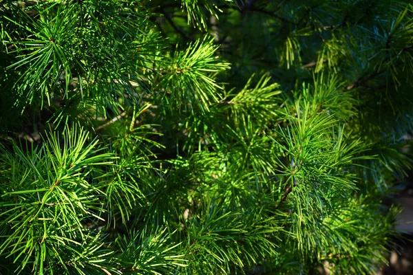 Ombrello Giapponese Albero Koya Maki Koyasan Giappone — Foto Stock