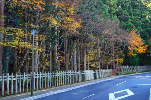 Asphaltstraße Mit Schönen Japanischen Ahornbäumen Der Herbstsaison Koyasan Japan — Stockfoto