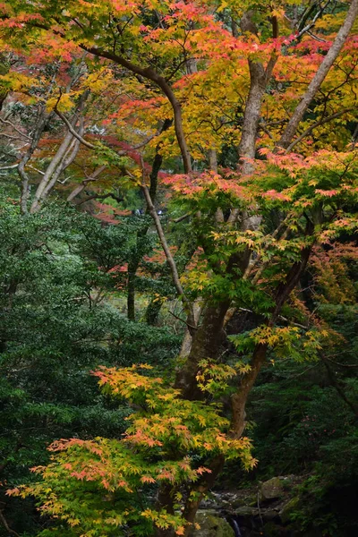 Bosque Dramático Temporada Otoño Parque Minoo Osaka Japón —  Fotos de Stock