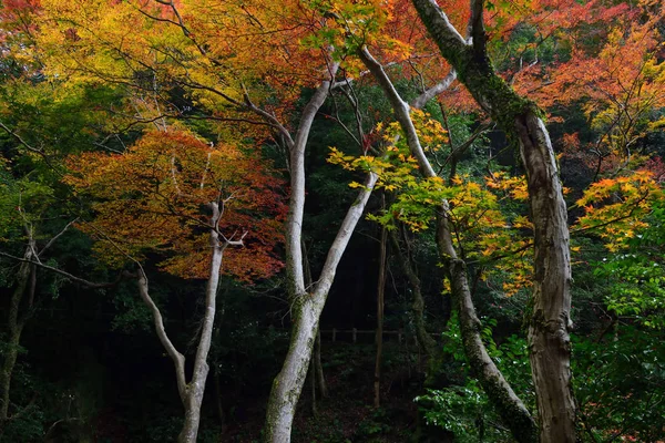 Dramatisk Skog Höstsäsongen Minoo Park Osaka Japan — Stockfoto