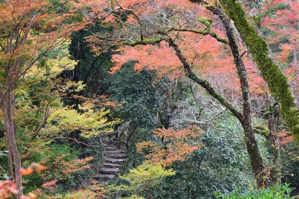 Ścieżka Jesienna Parku Minoo Osace Japonia — Zdjęcie stockowe