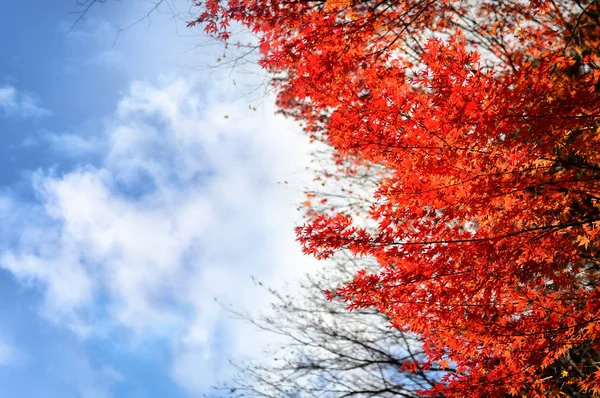 Roter Ahorn Blätter Baum Auf Blauem Himmel Hintergrund Abstrakte Und — Stockfoto