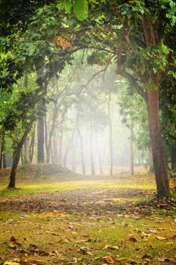 Sabahları güzel mistik orman, doğa arka plan konsepti.