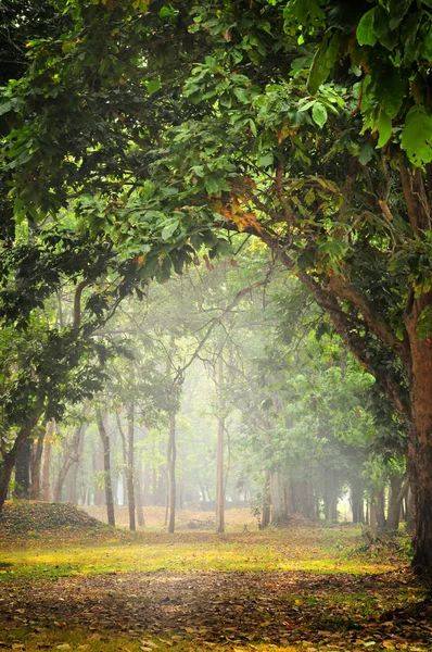 Schöner Mystischer Wald Morgen Natur Hintergrundkonzept Und Fantasie Idee — Stockfoto