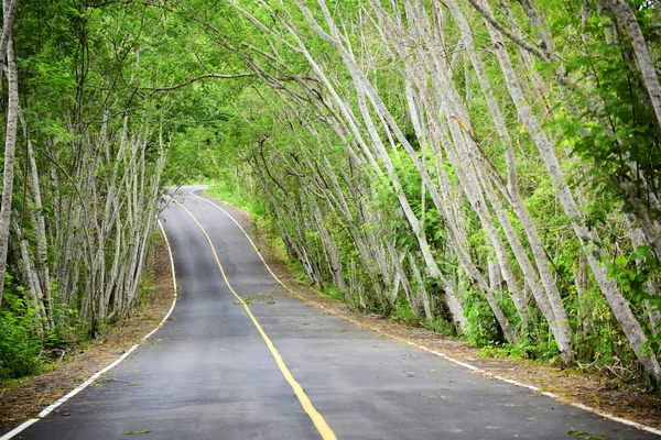 Tree tunnel on highway lane with yellow line marking on road surface for separate lanes in Kaeng Krachan National Park of Thailand