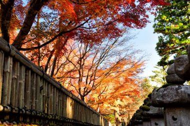Beautiful forest in autumn season in Koyasan, Japan. Natural background concept