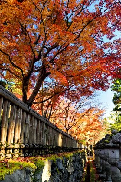 Koyasan Japão Novembro 2019 Koyasan Cidade Com Belas Árvores Bordo — Fotografia de Stock
