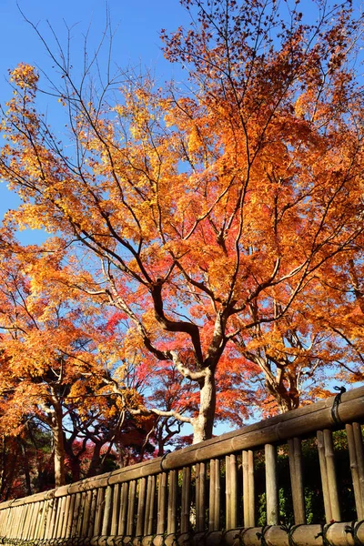 美丽的日本枫树在秋天的时候在科亚桑镇 Koyasan位于Wakayama省Kansai地区 — 图库照片