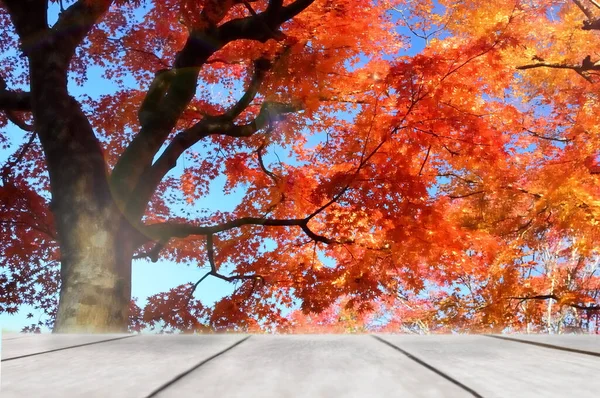 Holzplanke Auf Ahornblättern Hintergrund Natürliches Backbodenkonzept Und Herbstsaisonidee — Stockfoto