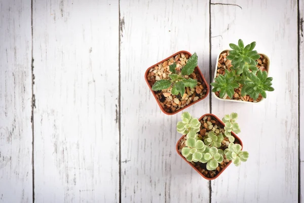 Colocação Plana Cacto Plantas Suculentas Sobre Fundo Branco Madeira Conceito — Fotografia de Stock