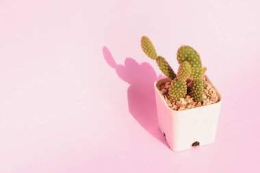 Yakın plan sulu bitkiler pembe arka planda. Kapalı alan bitki konsepti ve doğal arka plan fikri 