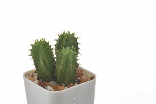 Planta Suculenta Close Com Gota Água Sobre Fundo Branco Conceito — Fotografia de Stock