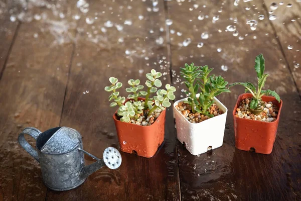 Regen Druppel Groene Vetplanten Houten Tafel Indoor Plant Concept Natuurlijke — Stockfoto