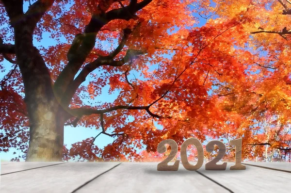 단풍나무 널빤지 2021 나무는 아이디어를 남긴다 — 스톡 사진