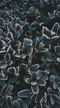 Serin kış deseni / Yeşil yapraklar