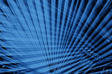 Büyük palmiye yaprağı.