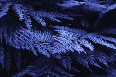 Ormandaki eğreltiotları.