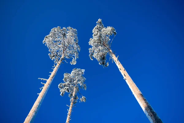 Três pinheiros na neve . — Fotografia de Stock