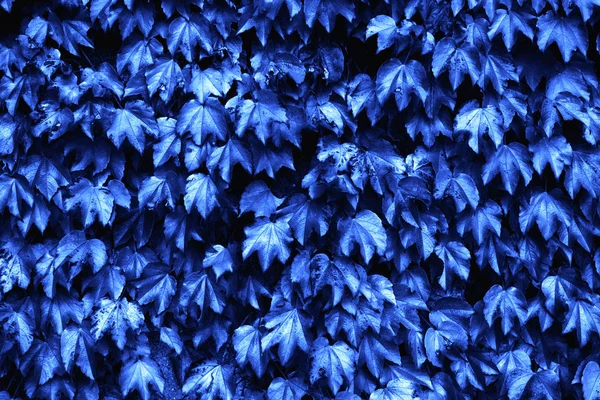 Поверхность голубого листа . — стоковое фото