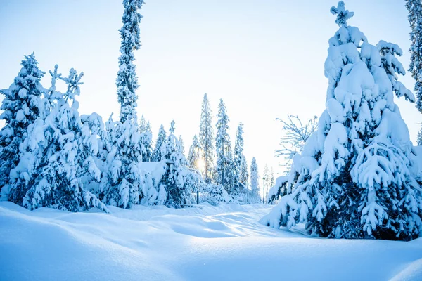 Paisagem de inverno na floresta. — Fotografia de Stock
