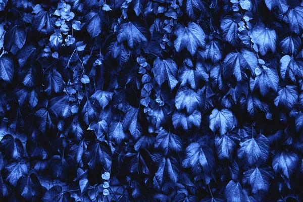 Blauw bladoppervlak. — Stockfoto