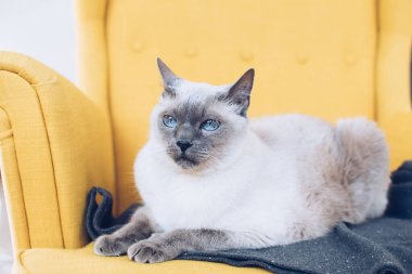 Siyah ağızlıklı beyaz kedi, Tayland cinsi mavi gözlü sarı koltukta rahat bir ekose üzerinde yatıyor..