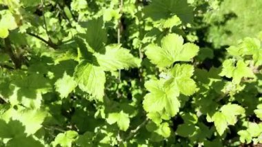 Taze yeşil yapraklı dallar.