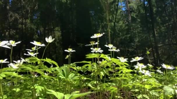 De eerste bloemen van sneeuwklokjes zwaaiend. — Stockvideo