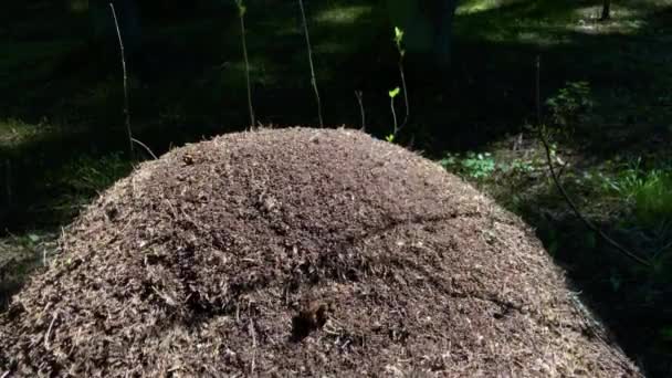 Много муравьев работает.. — стоковое видео