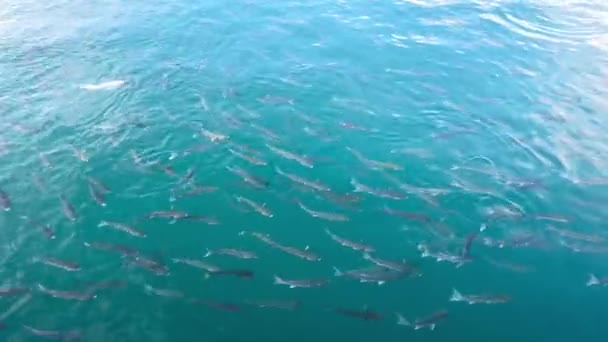 Viele kleine Fische schwimmen im Meer. — Stockvideo