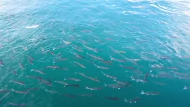 A lots of small fishes swimming in the sea. — Stock Footage A lots of small fishes swimming in the sea. Stock Video
