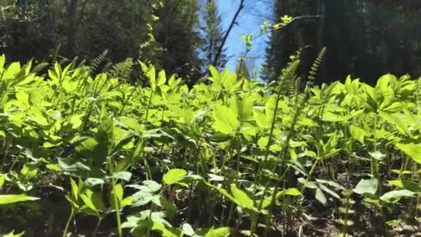 Las primeras flores de las nevadas balanceándose. — Vídeos de Stock