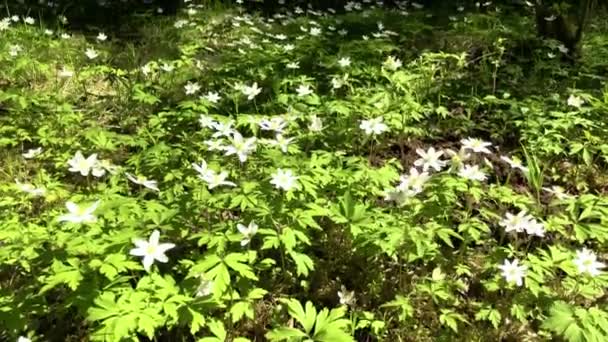 The first flowers of snowdrops swaying. — Stock Video