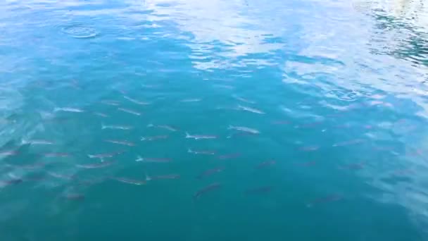 Spousta malých ryb plave v moři. — Stock video
