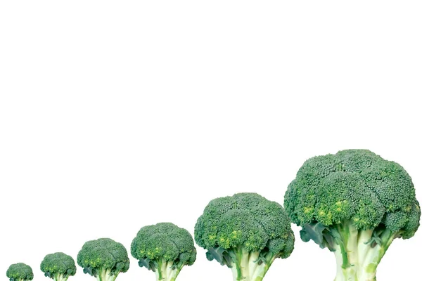 Fresco modello Broccoli su sfondo bianco — Foto Stock