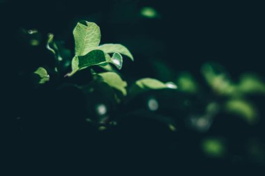 yeşil yapraklar arkaplan; doğa arkaplan