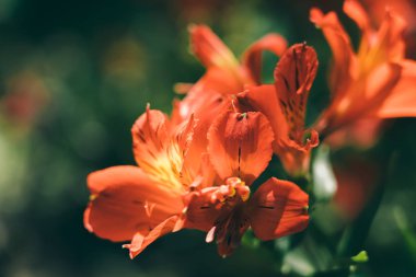 güzel çiçek arkaplan; doğa arka plan; eski tarz