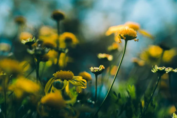 Papatya tarlası çiçekleri arka plan; doğa arkaplan — Stok fotoğraf