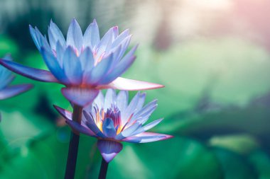 Nilüfer çiçekleri bahçe havuzunda açar; su zambakları yakın 