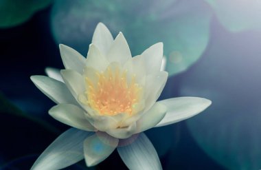 Nilüfer çiçekleri bahçe havuzunda açar; su zambakları yakın 